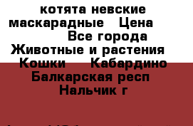 котята невские маскарадные › Цена ­ 18 000 - Все города Животные и растения » Кошки   . Кабардино-Балкарская респ.,Нальчик г.